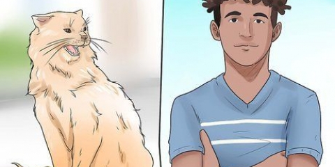 Impeça o seu gato de morder e arranhar