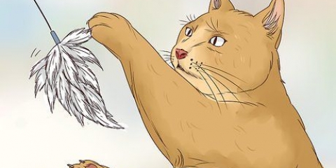 Deixe seu gato dormir com você