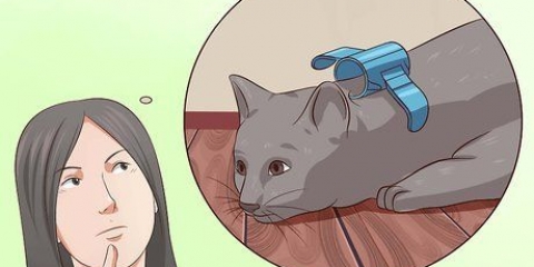 Desative seu gato