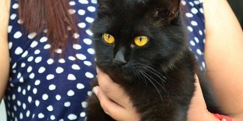 Colocando seu gato em um arnês