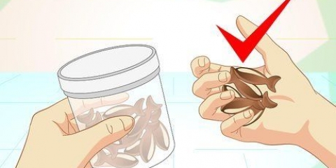Ensine truques ao seu gato
