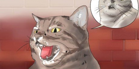 Fazendo seu gato parar de soprar
