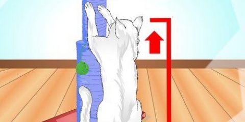 Ensinando seu gato a usar um arranhador