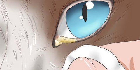 Limpando seu gato quando ele não pode fazer isso sozinho