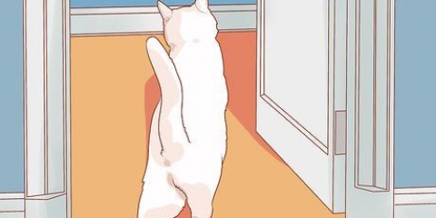 Incentivando seu novo gato a parar de se esconder