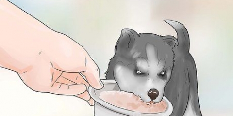 Treinando e cuidando do seu novo filhote de husky siberiano