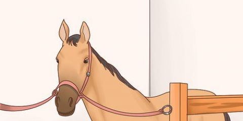 Cuidando do seu cavalo