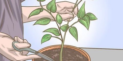Podando sua planta de pimentão