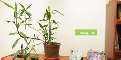 Cuidando de suas plantas