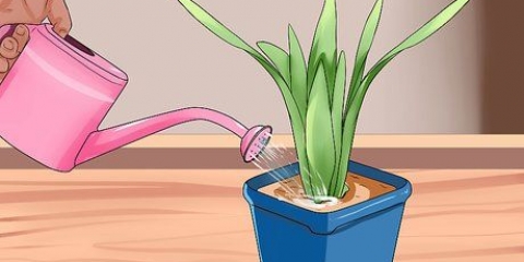 Regar as plantas quando não está em casa
