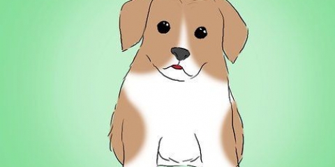 Impedindo que seu cachorro morda