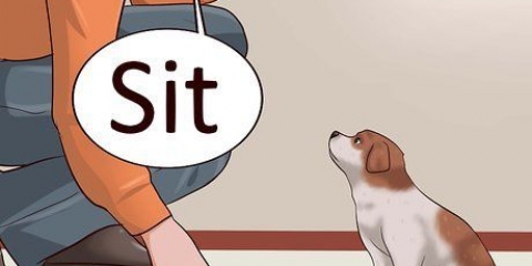 Ensinando seu cachorro a deitar