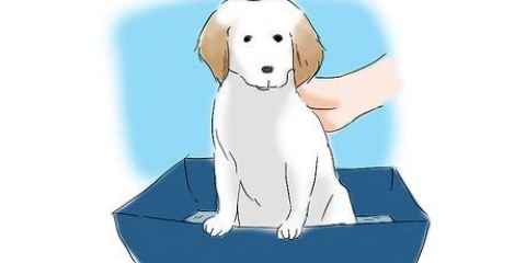 Potty treinando seu cachorro