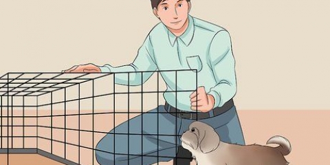 Treinando seu shih tzu