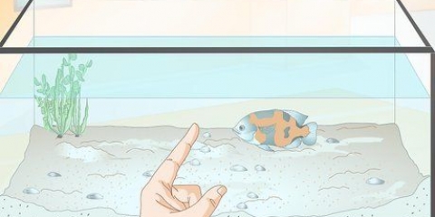 Treinando seus peixes para fazer truques
