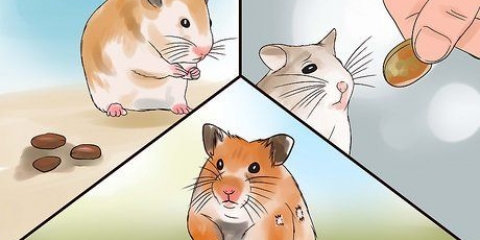 Cuidando do seu hamster doente