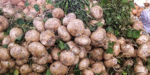 Descascando jicama