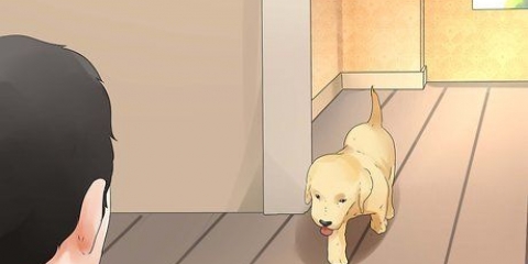 Criando cães jovens