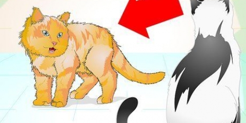 Manejando adequadamente um gato agressivo