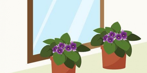 Cuidando das violetas do cabo
