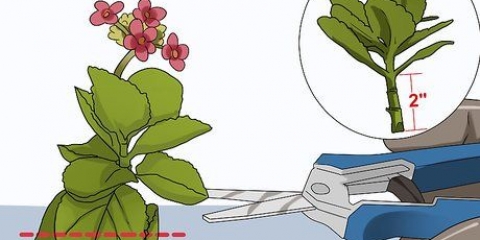 Crescendo kalanchoe