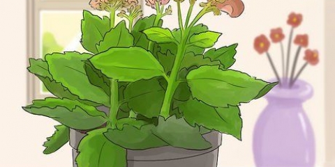Poda de kalanchoe