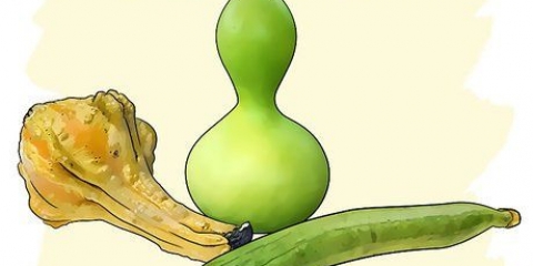 Cultivo de cabaças