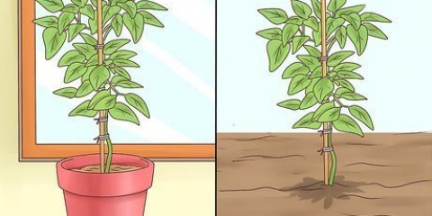 Cultivo de canela