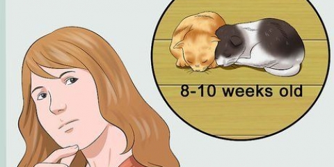 Gatinhos desmamados