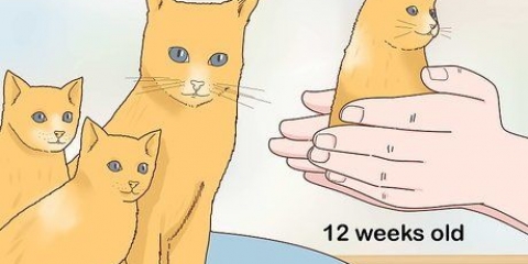 Separando gatinhos da mãe gata para adoção
