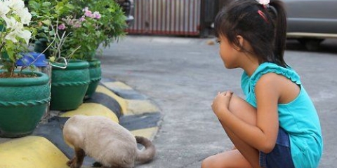 Acariciando gatos nos lugares certos