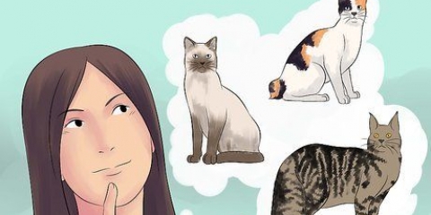 Criação de gatos