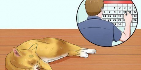 Ajudando os gatos a dormir na hora de dormir