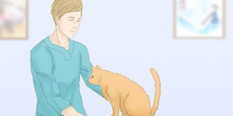 Fazer com que os gatos parem de fazer xixi no tapete