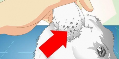 Verificando gatos para ácaros da orelha
