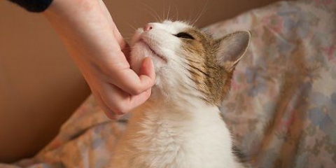 Criando gatos