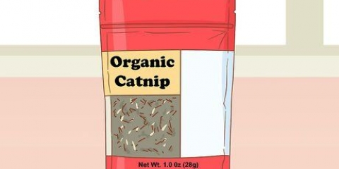 Dando catnip para seu gato