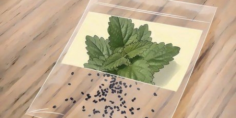 Catnip crescente