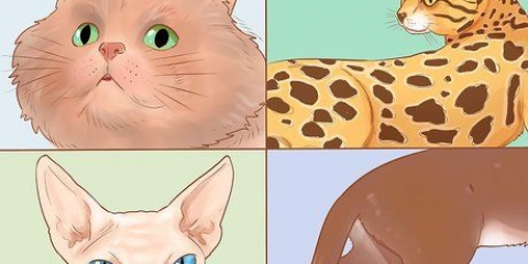 Reconhecer raças de gatos