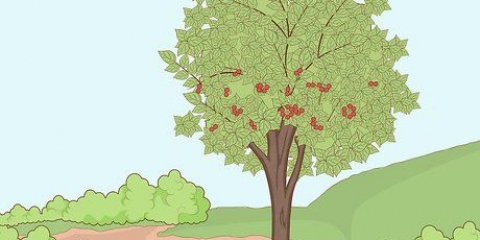 Plantando caroços de cereja