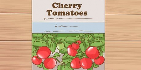 Crescendo tomates cereja