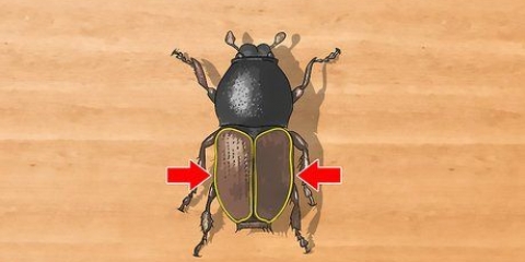 Identificando besouros