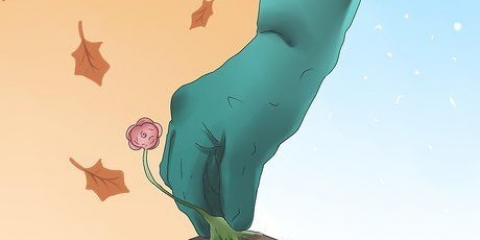 Cultivo de papoulas