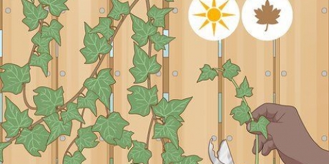 Cultivo de hera a partir de estacas