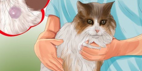 Identificando nódulos em seu gato