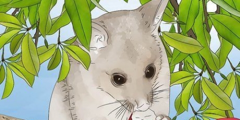 Mantendo o cuscuz fora do seu jardim