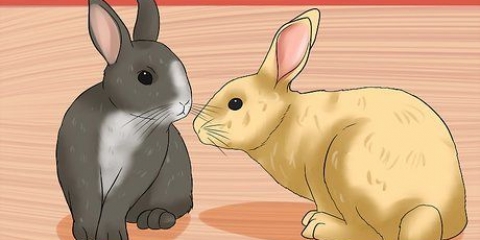 Acostumando os coelhos uns aos outros
