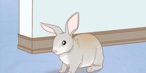 Criando coelhos