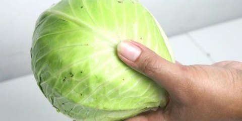 Cozinhar repolho