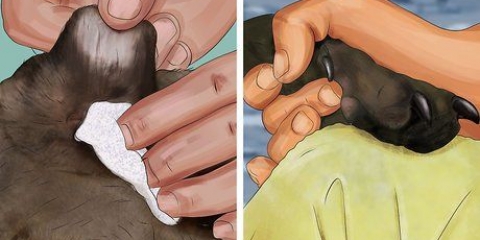 Tratamento da febre em cães